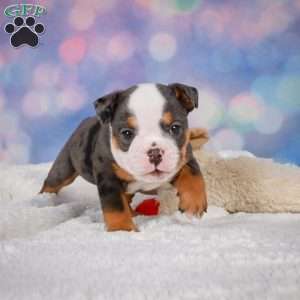 Bruno, Miniature Bulldog Puppy